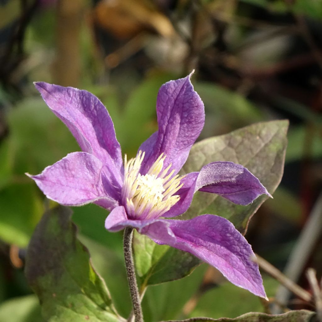 Clematis diversifolia Arabella - Kleinbloemige clematis