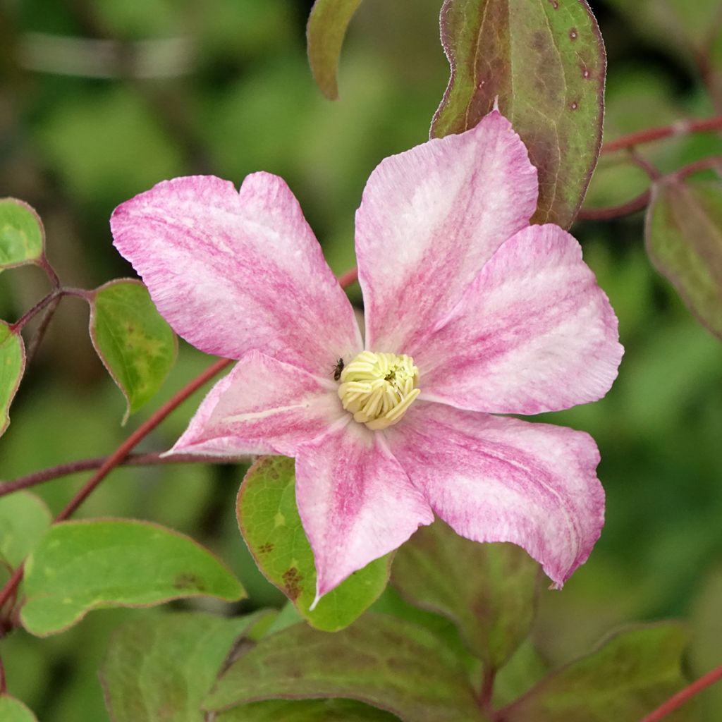 Clematis patens Caroline - Bosrank