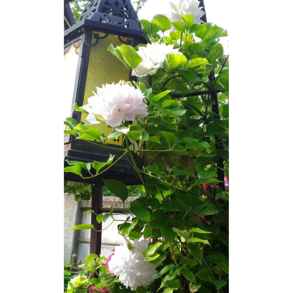 Clematis patens Dancing Dorien Zodado - Bosrank