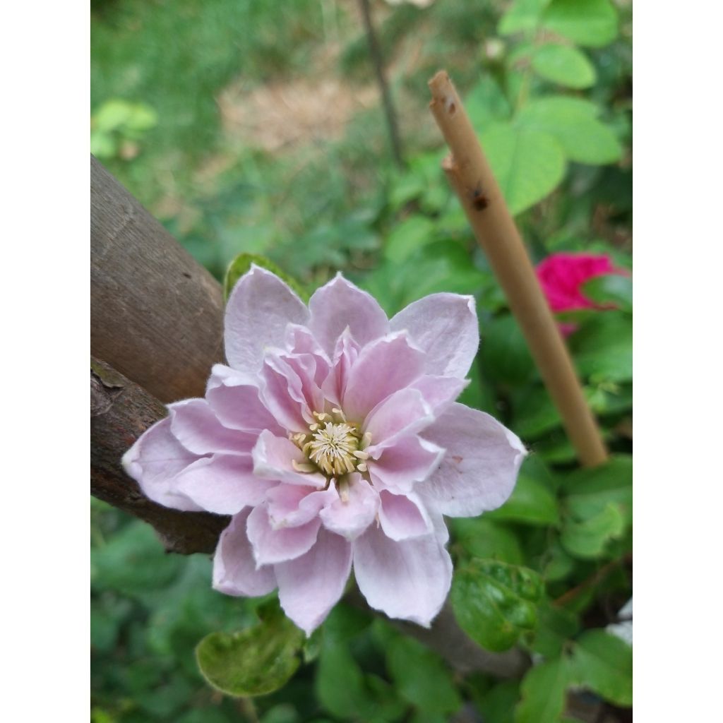 Clematis patens Dancing Queen - Bosrank