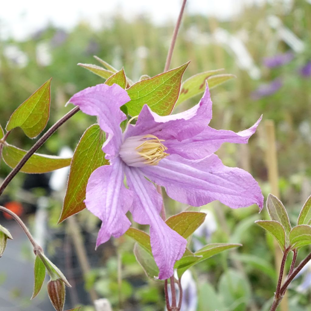 Clematis diversifolia East River - Struikclematis