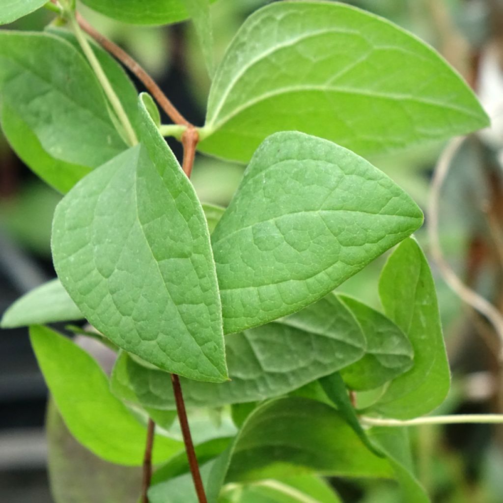 Clematis diversifolia Fascination - Kleinbloemige clematis