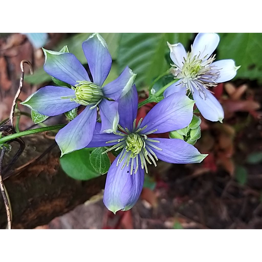 Clematis patens Fuji Musume - Bosrank