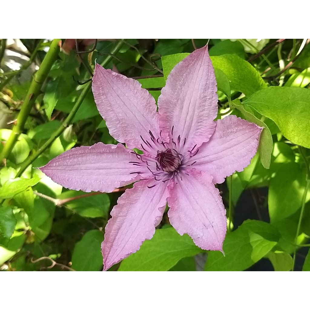 Clematis patens Hagley  - Bosrank