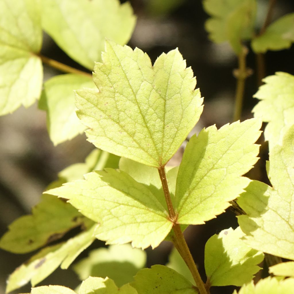 Clematis heracleifolia Pink Dwarf - Struikclematis