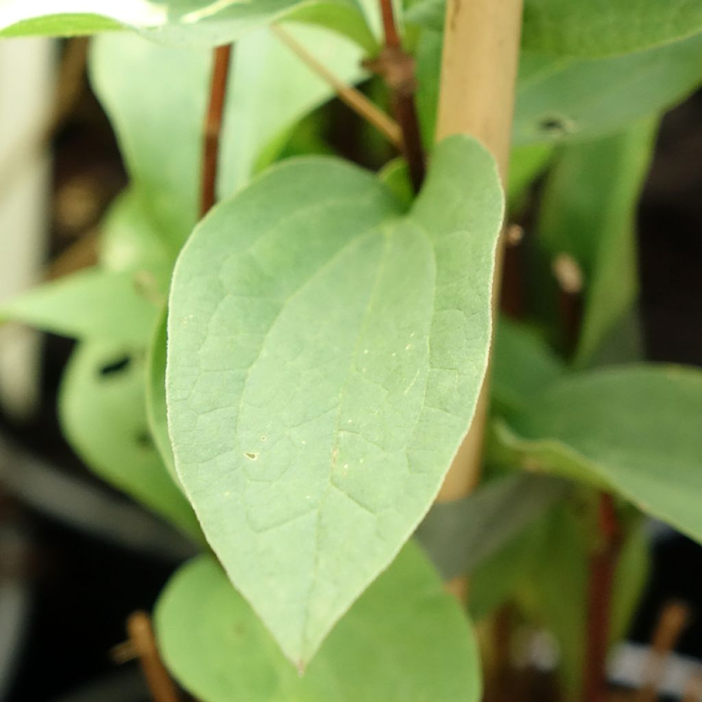 Clematis integrifolia Hakuree - Struikclematis
