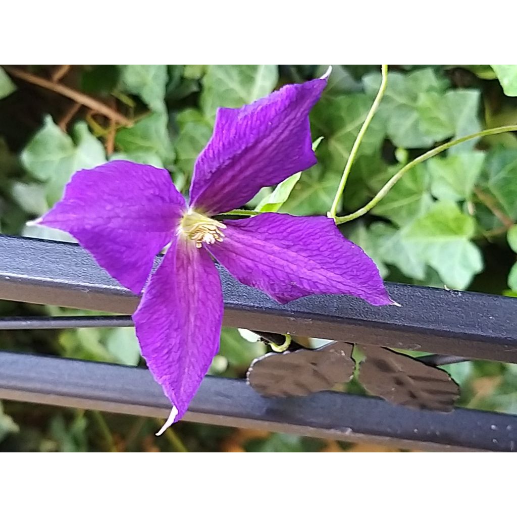 Clematis jackmanii Superba - Bosrank