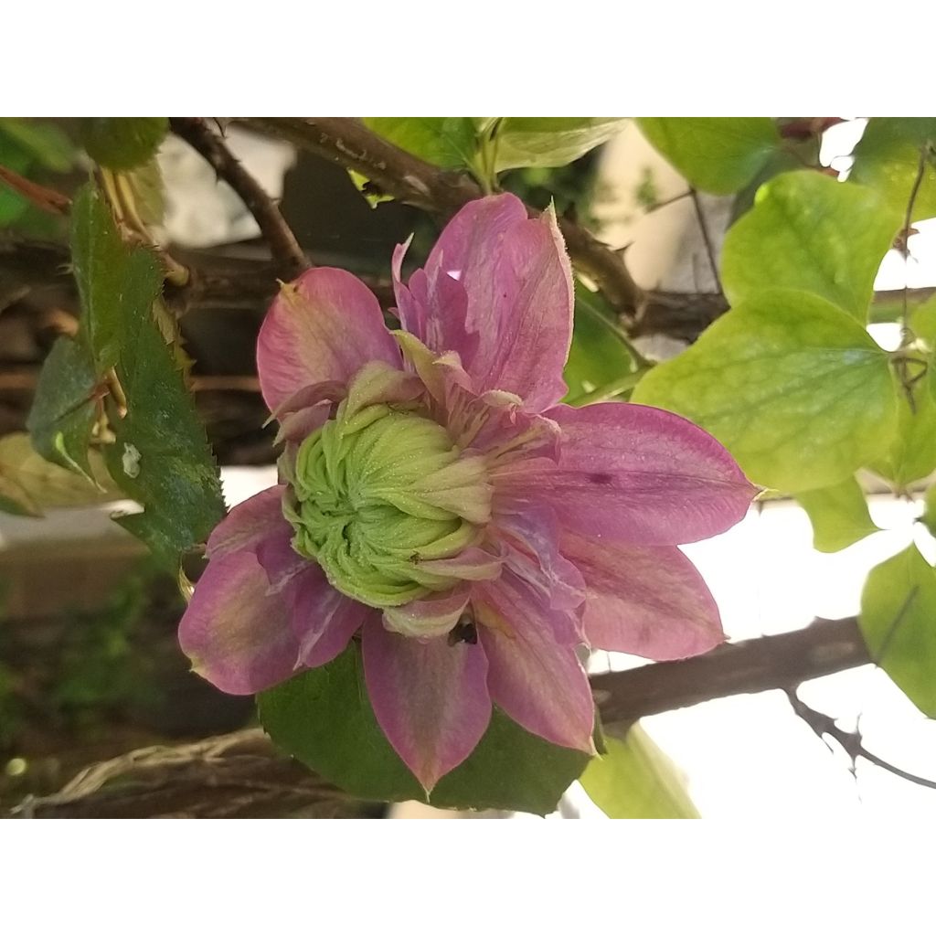 Clematis Kaiser - Grootbloemige clematis