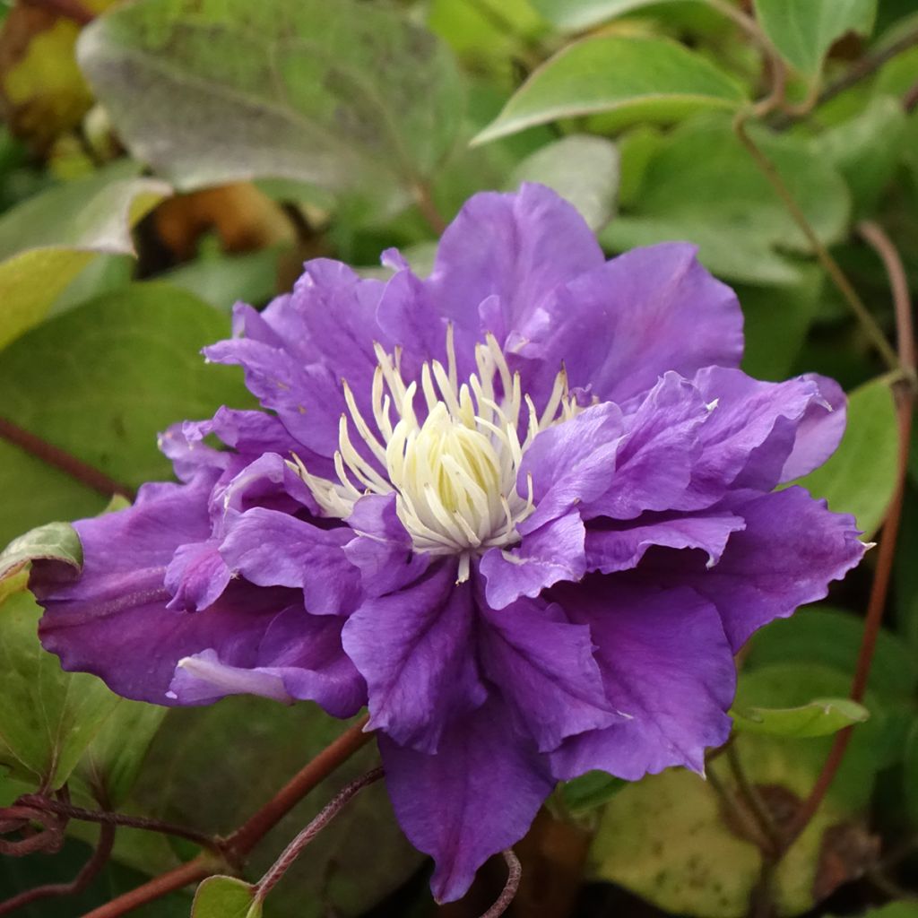 Clematis patens Kiri Te Kanawa - Bosrank