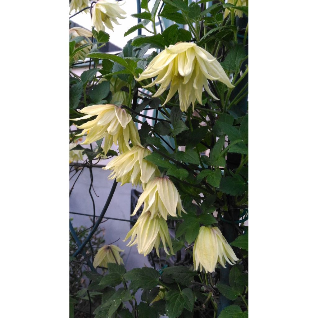 Clematis koreana Amber - Bosrank
