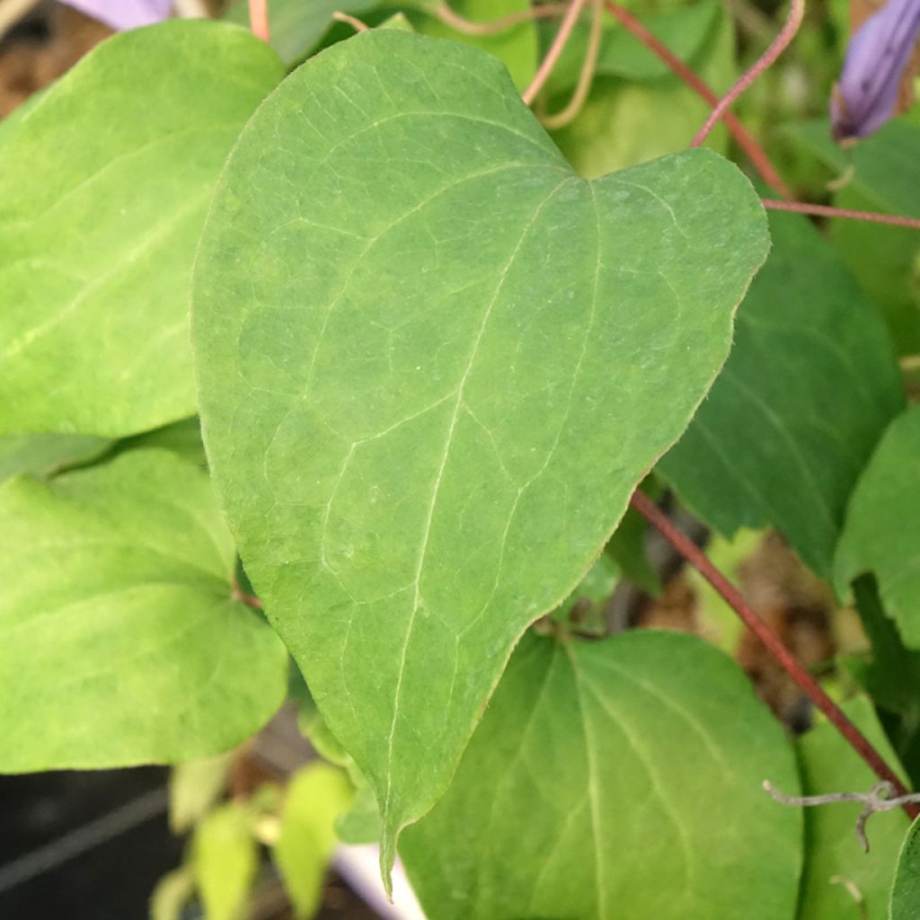 Clematis Lawsoniana - Bosrank