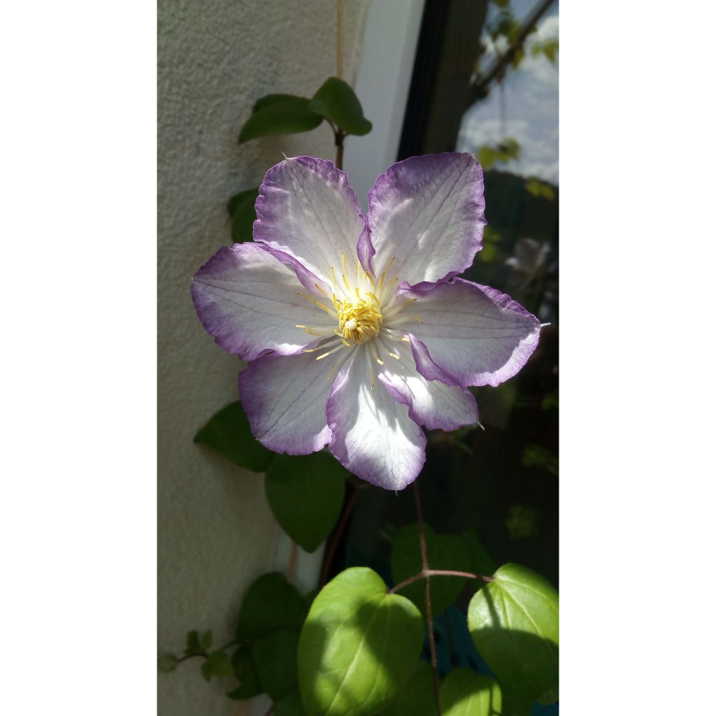 Clematis jackmanii Lucky Charm - Bosrank