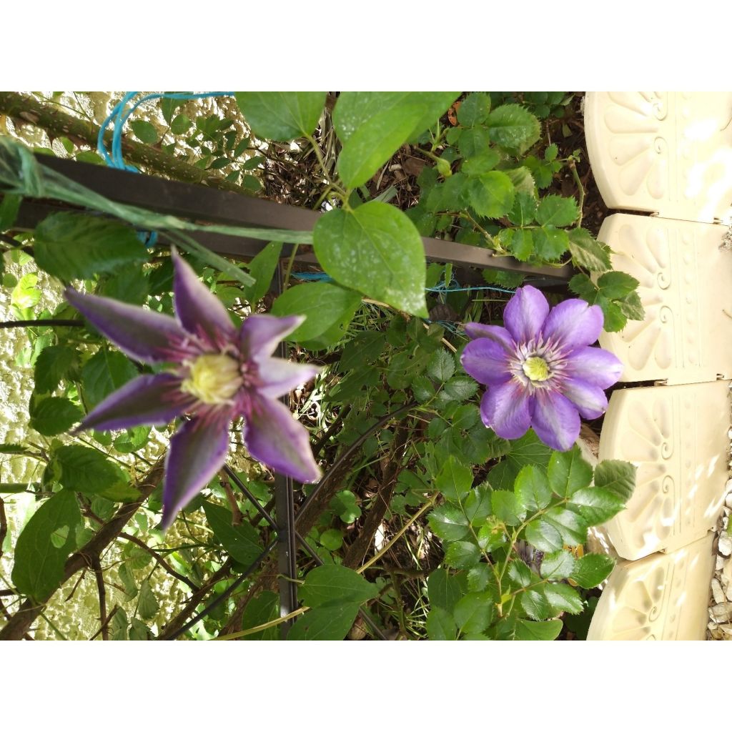 Clematis patens Multi Blue - Bosrank