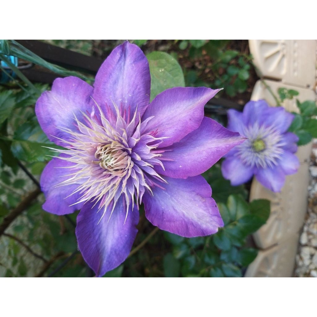 Clematis patens Multi Blue - Bosrank