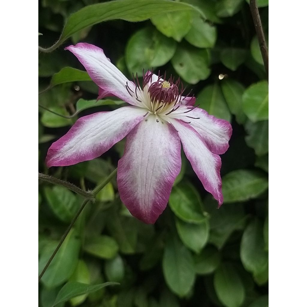 Clematis patens Picotee- Bosrank