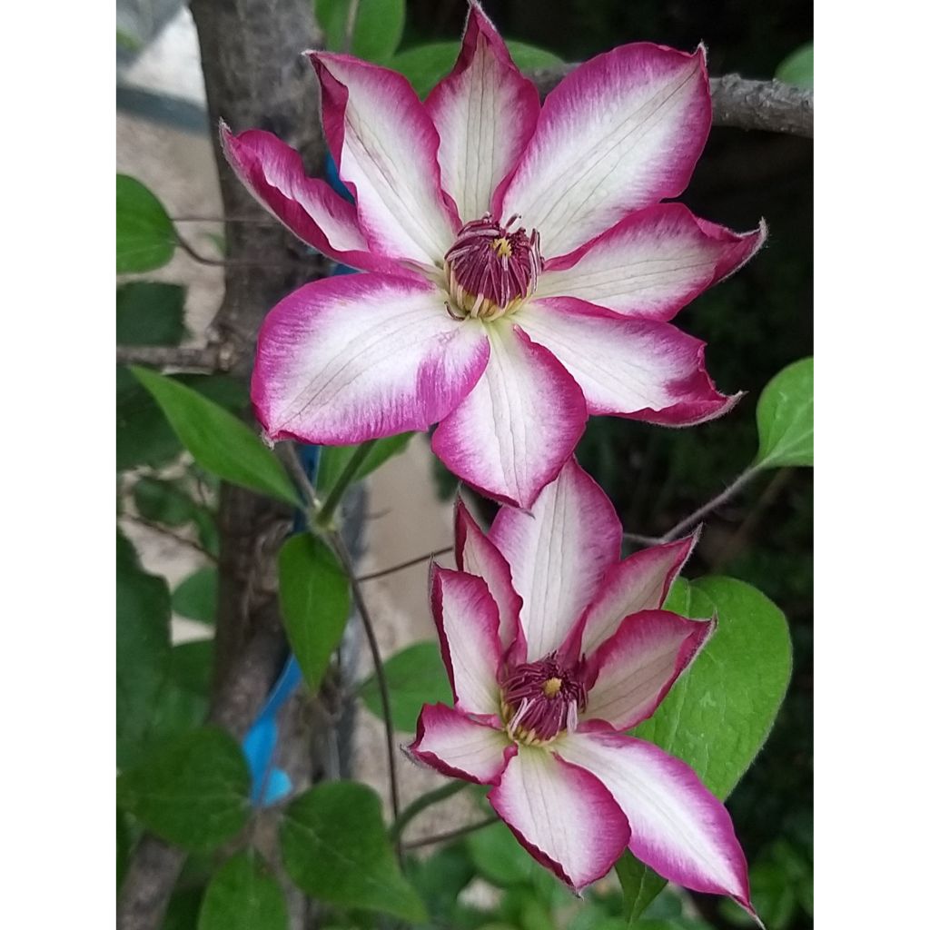 Clematis patens Picotee- Bosrank