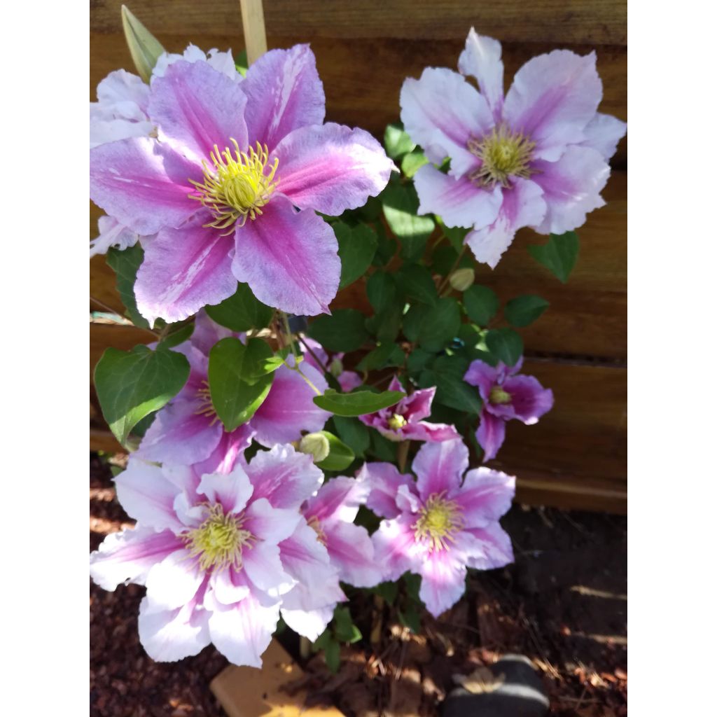 Clematis patens Piilu - Bosrank