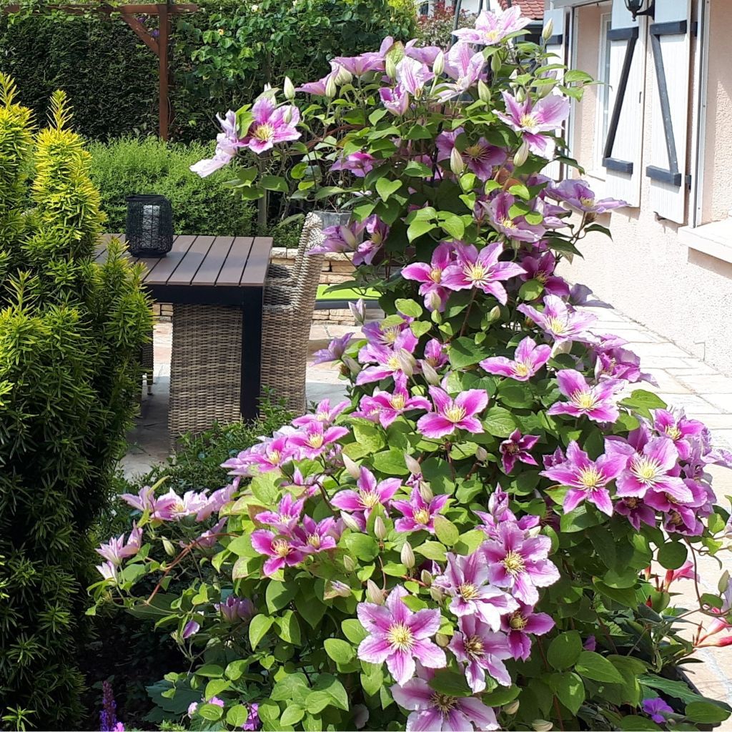 Clematis patens Piilu - Bosrank