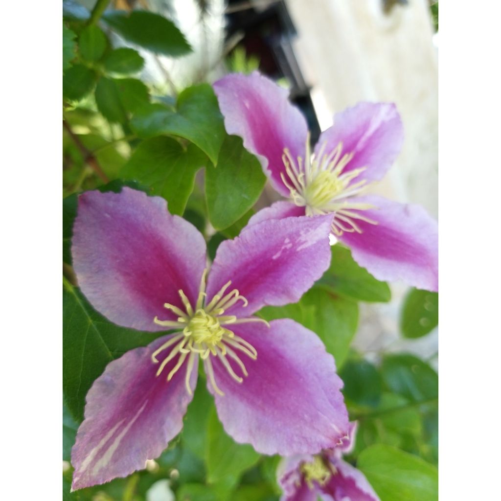 Clematis patens Piilu - Bosrank