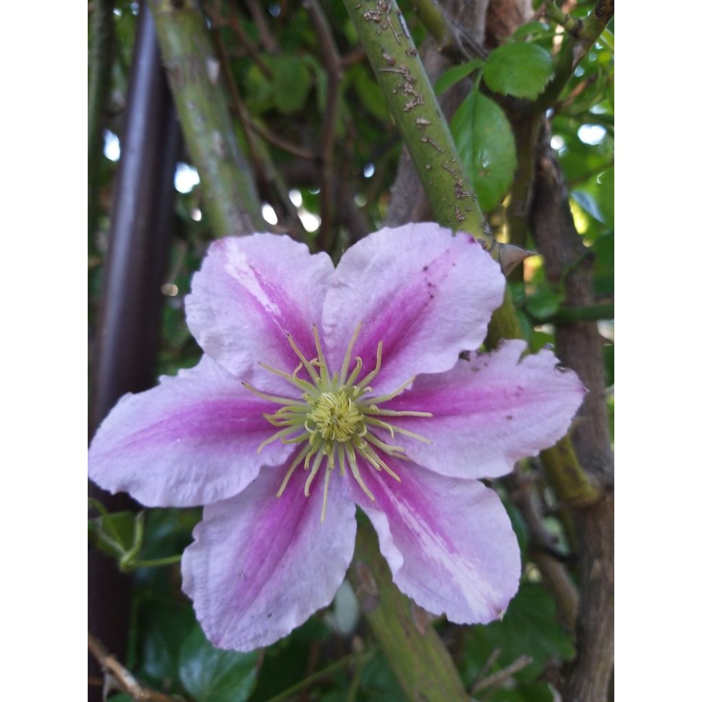 Clematis patens Piilu - Bosrank