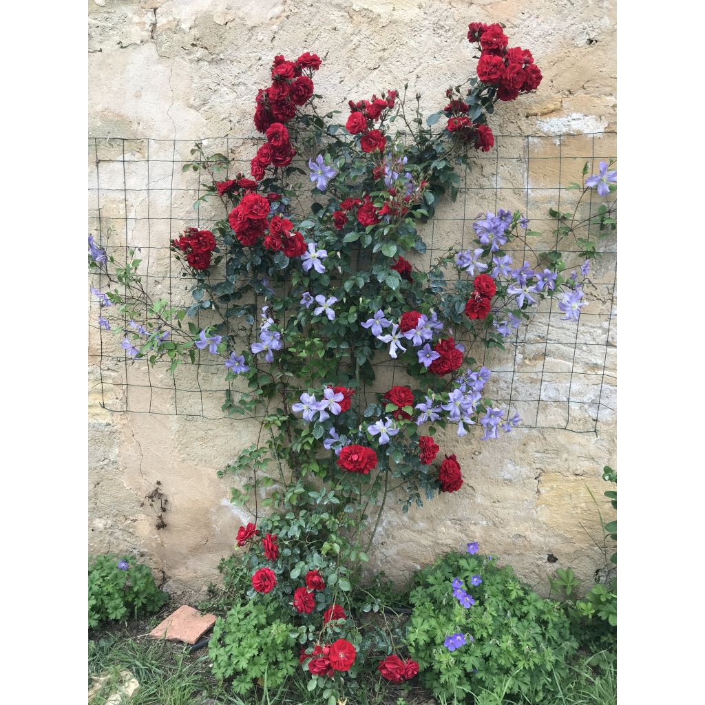 Clematis Prince Charles - Italiaanse clematis