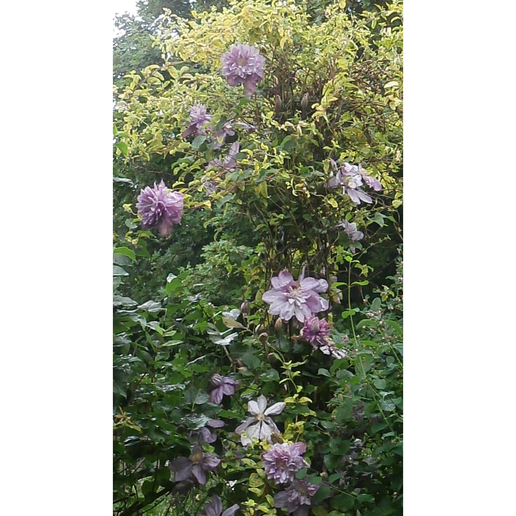 Clematis patens Proteus - Bosrank