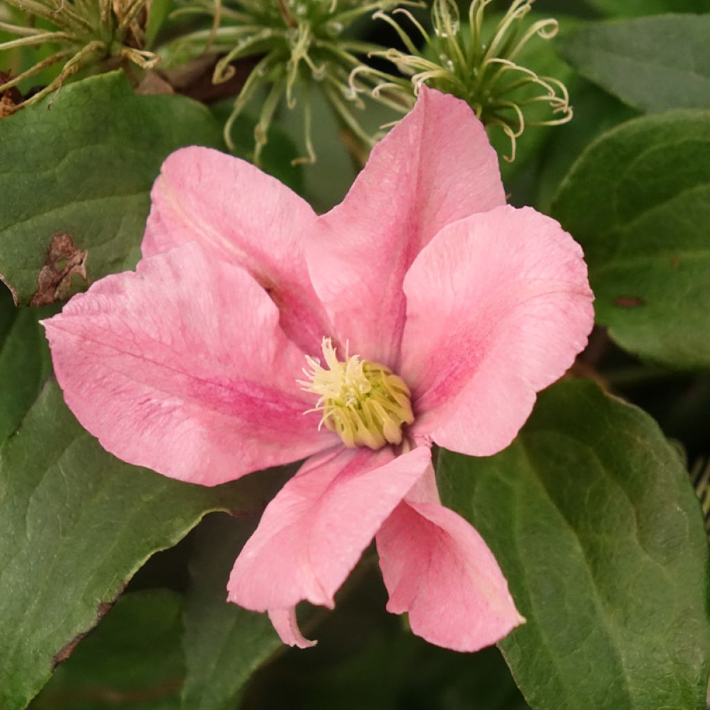 Clematis patens Rosamunde - Bosrank
