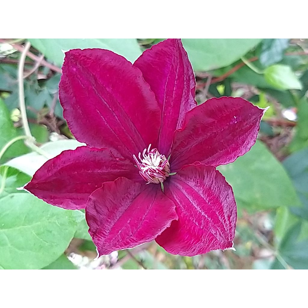 Clematis Rouge Cardinal - Bosrank