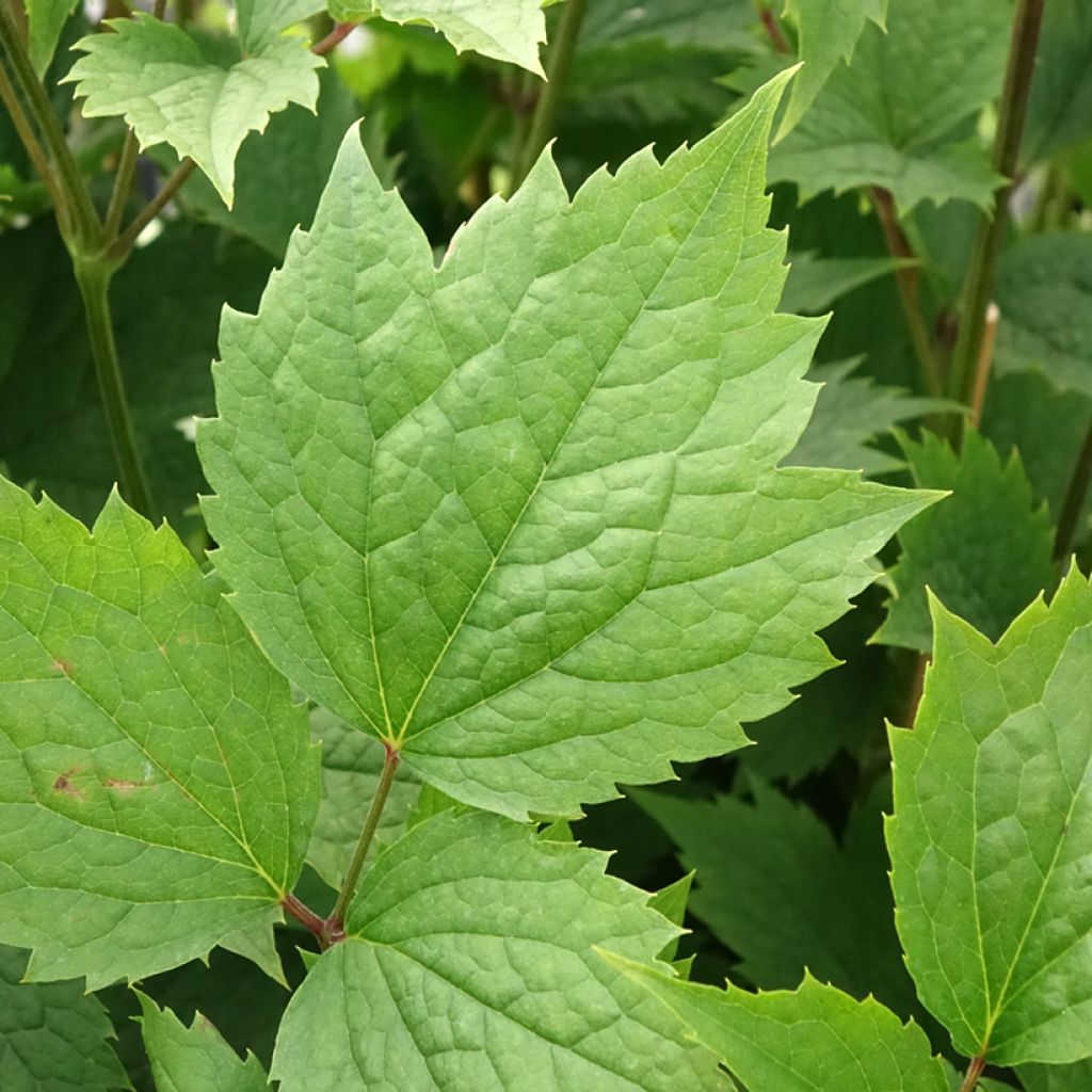 Clematis stans - Struikclematis