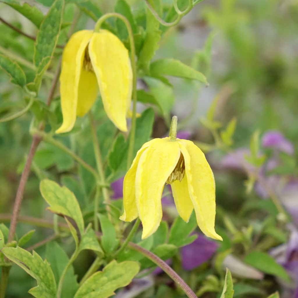 Clematis tangutica Lambton Park - Gouden bosrank