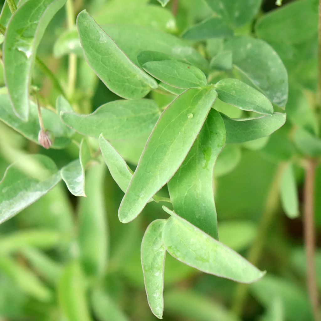 Clematis tangutica My Angel - Gouden bosrank