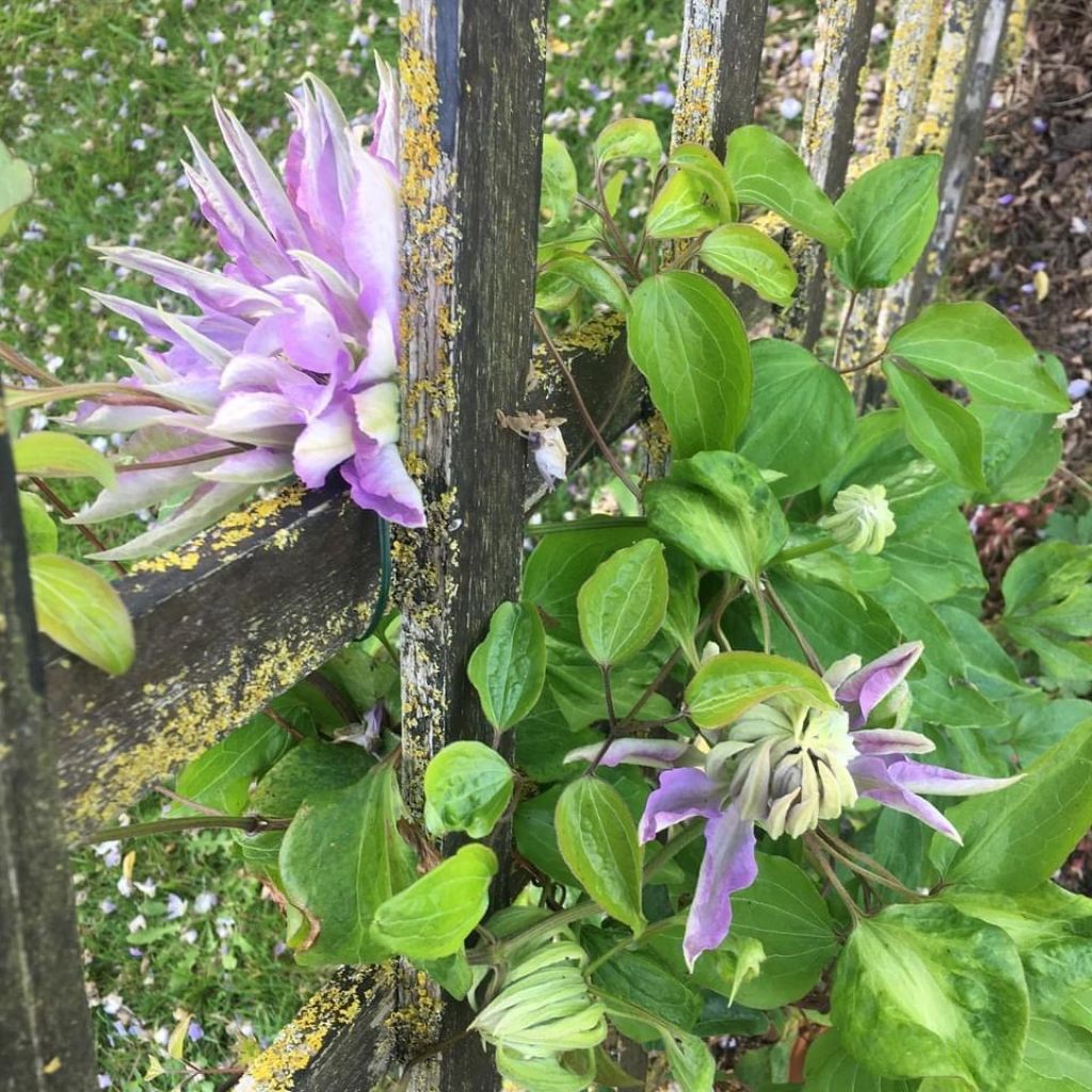Clematis patens Teshio - Bosrank