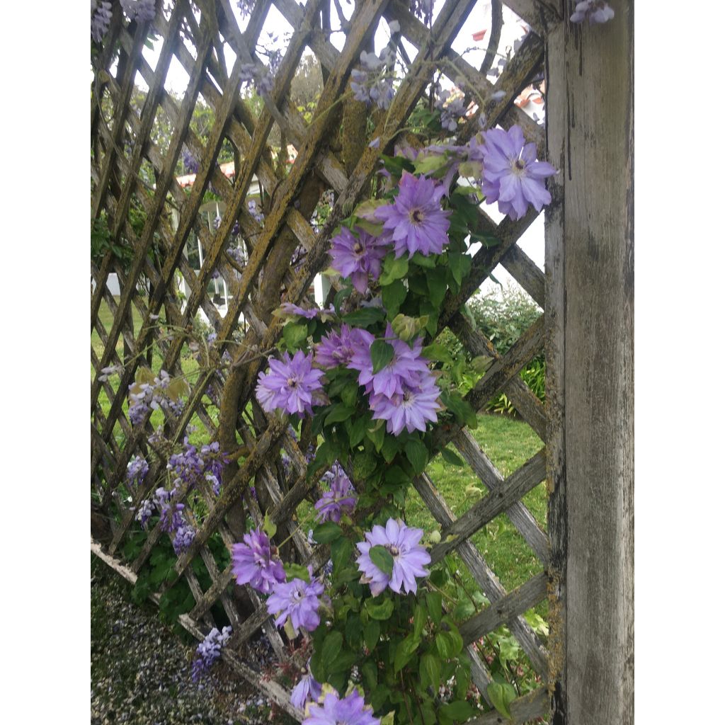 Clematis patens Teshio - Bosrank