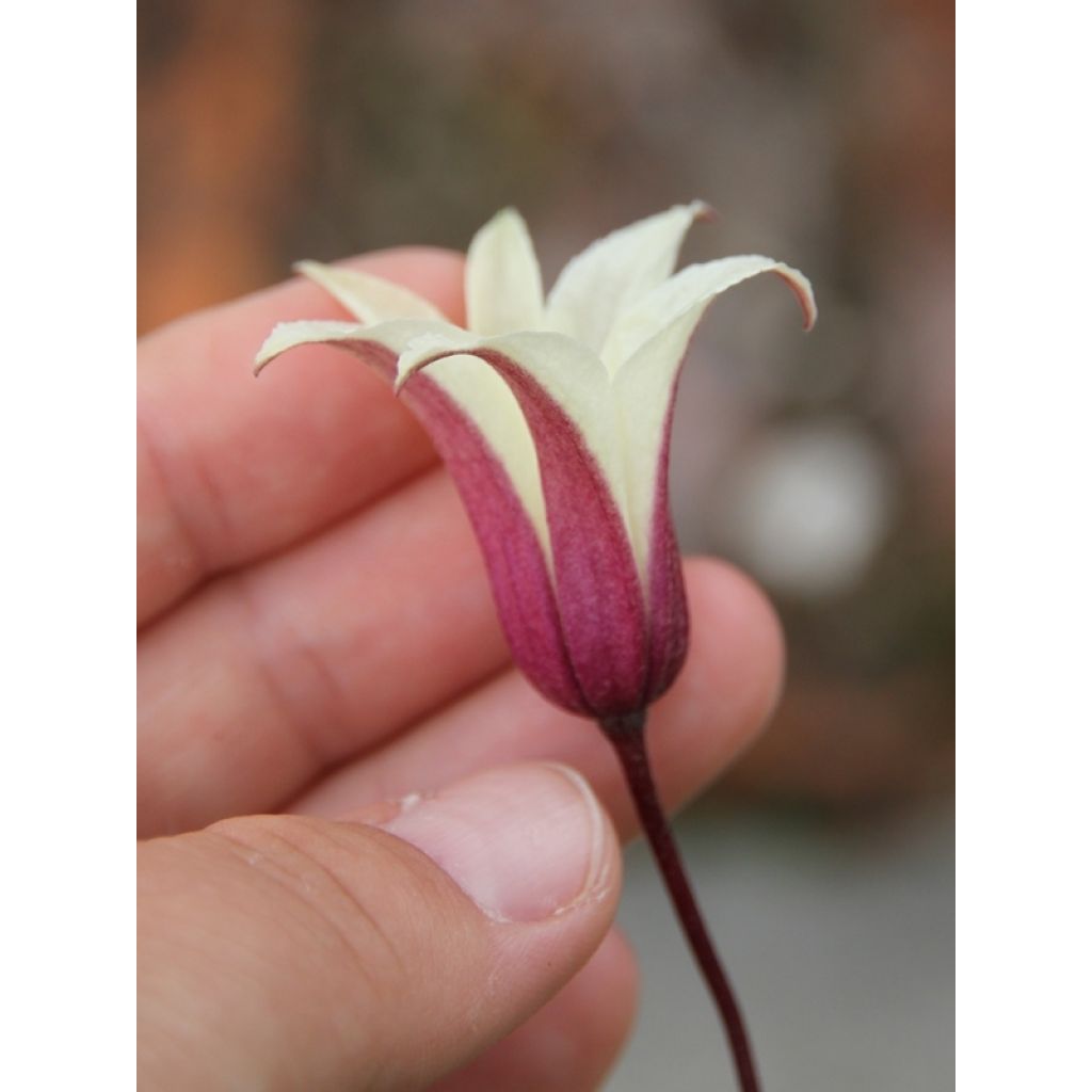 Clematis texensis Princess Kate - Bosrank