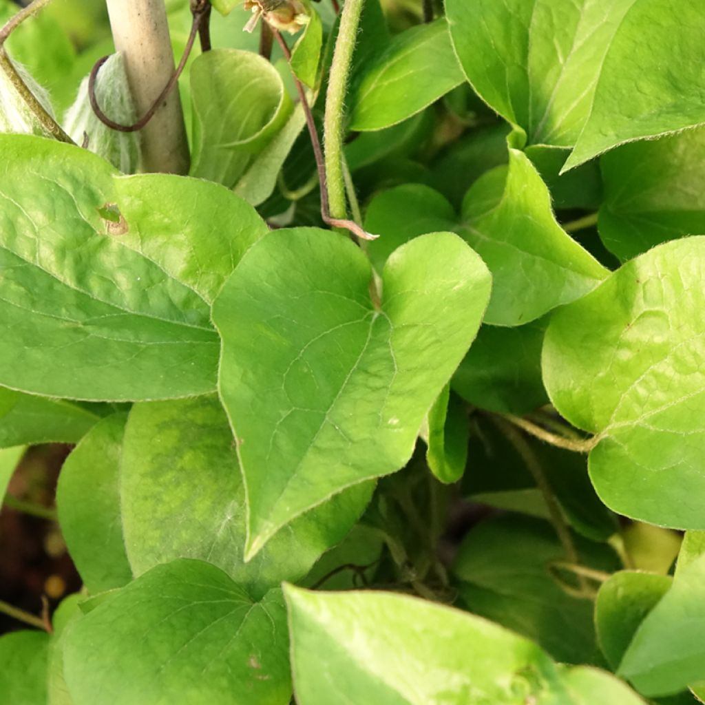 Clematis Thyrislund - Grootbloemige clematis