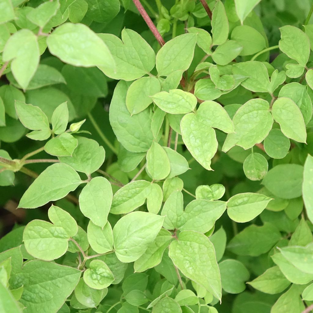 Clematis Maria Cornelia - Italiaanse clematis