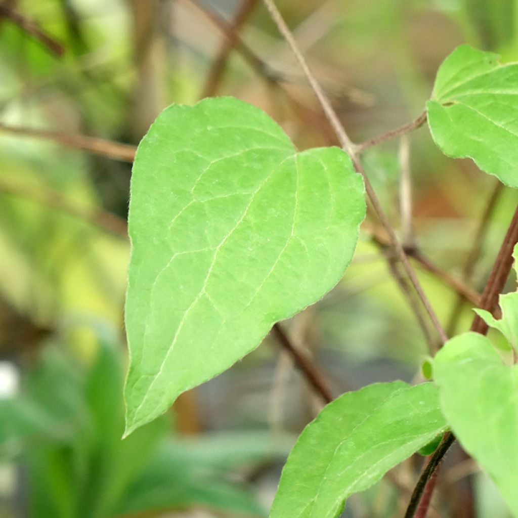 Clematis Warszawska Nike - Bosrank