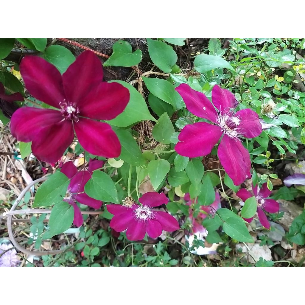 Clematis Westerplatte - Grootbloemige bosrank