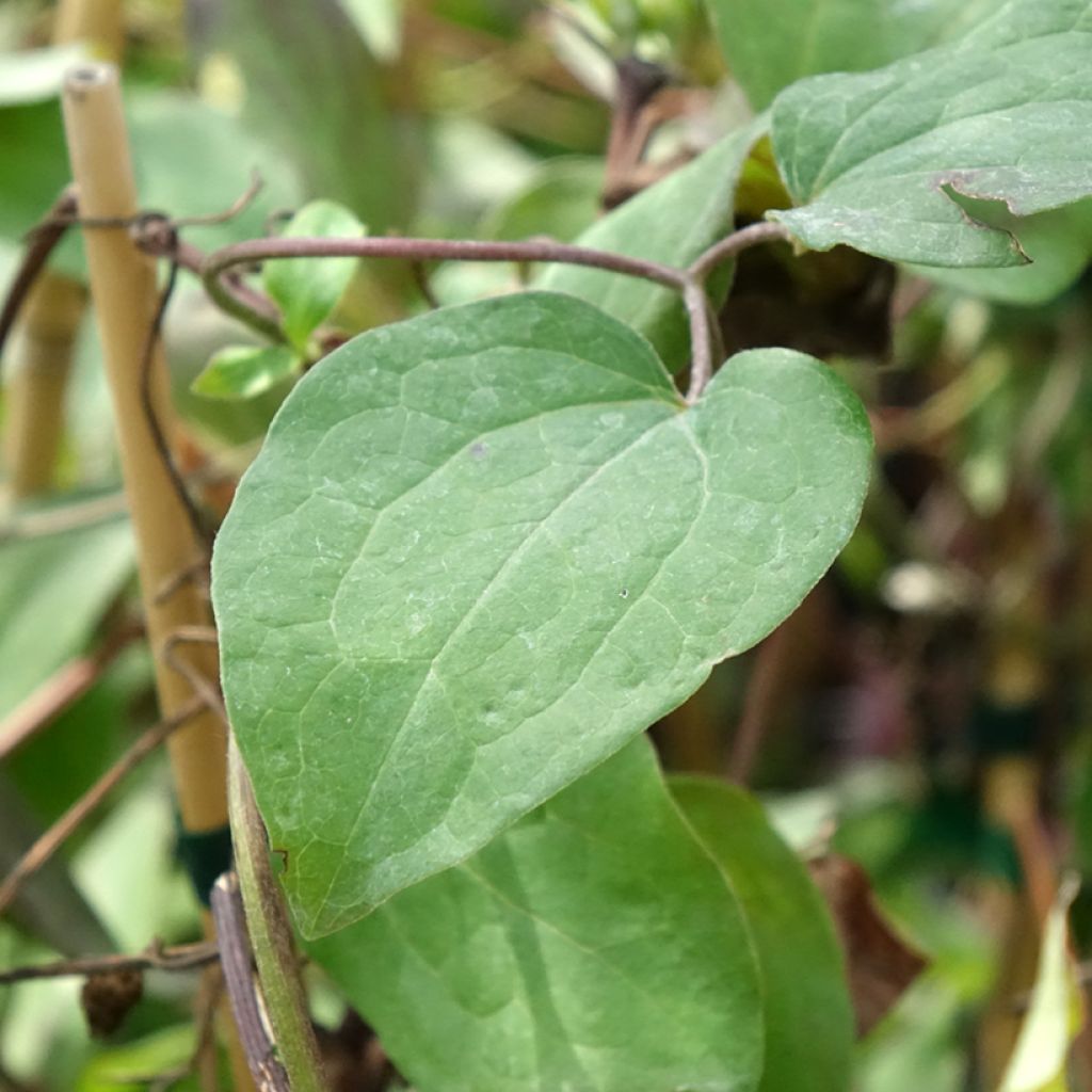 Clematis Honora