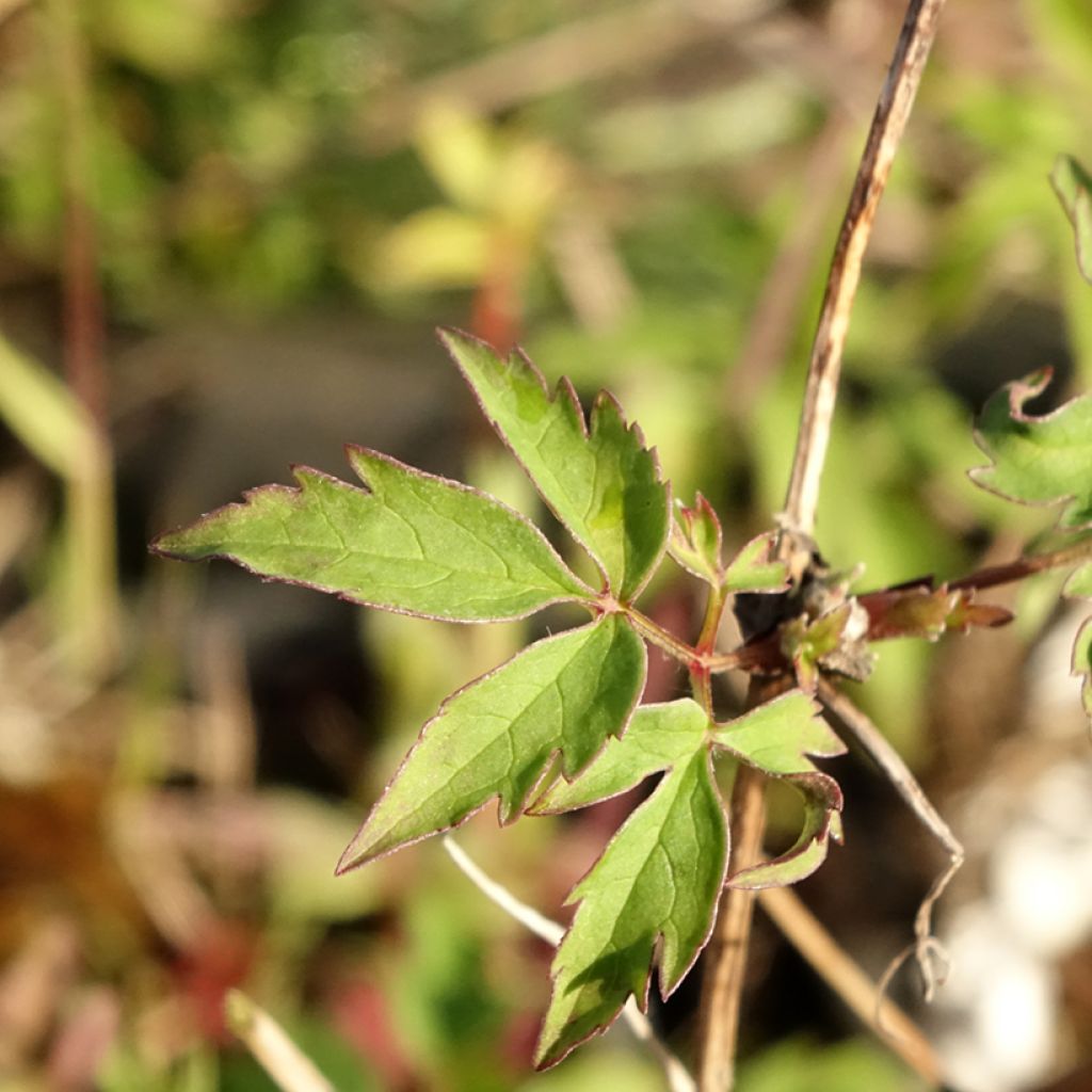 Clematis macropetala - Kleinbloemige clematis