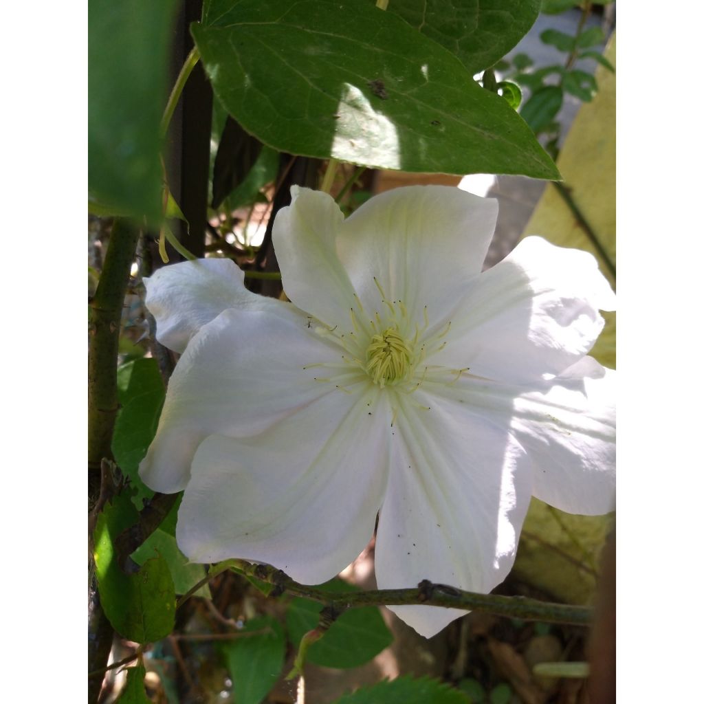 Clematis patens Mme Lecoultre - Bosrank