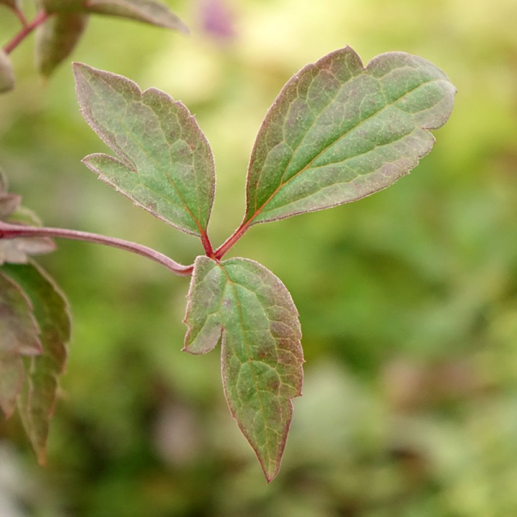 Clematis montana Starlet White Perfume - Bergbosrank