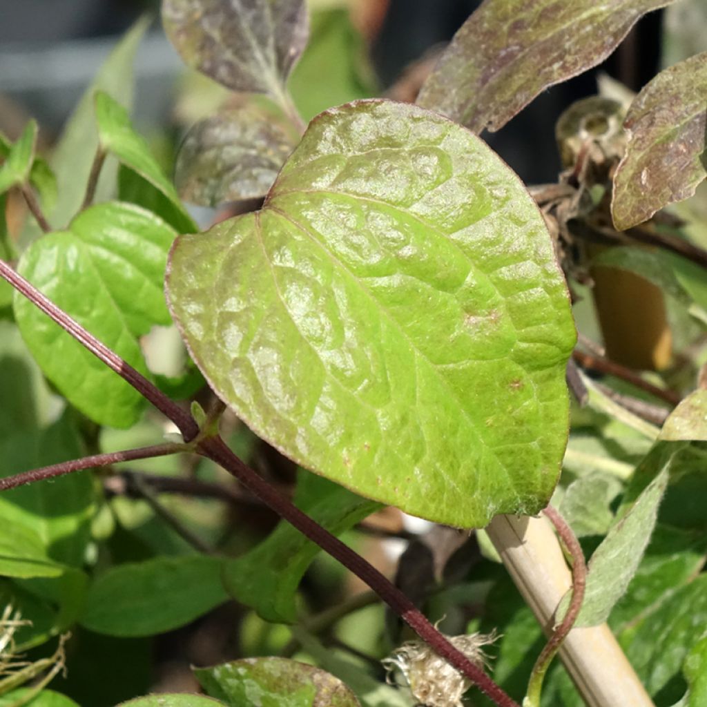 Clematis Wildfire - Grootbloemige clematis
