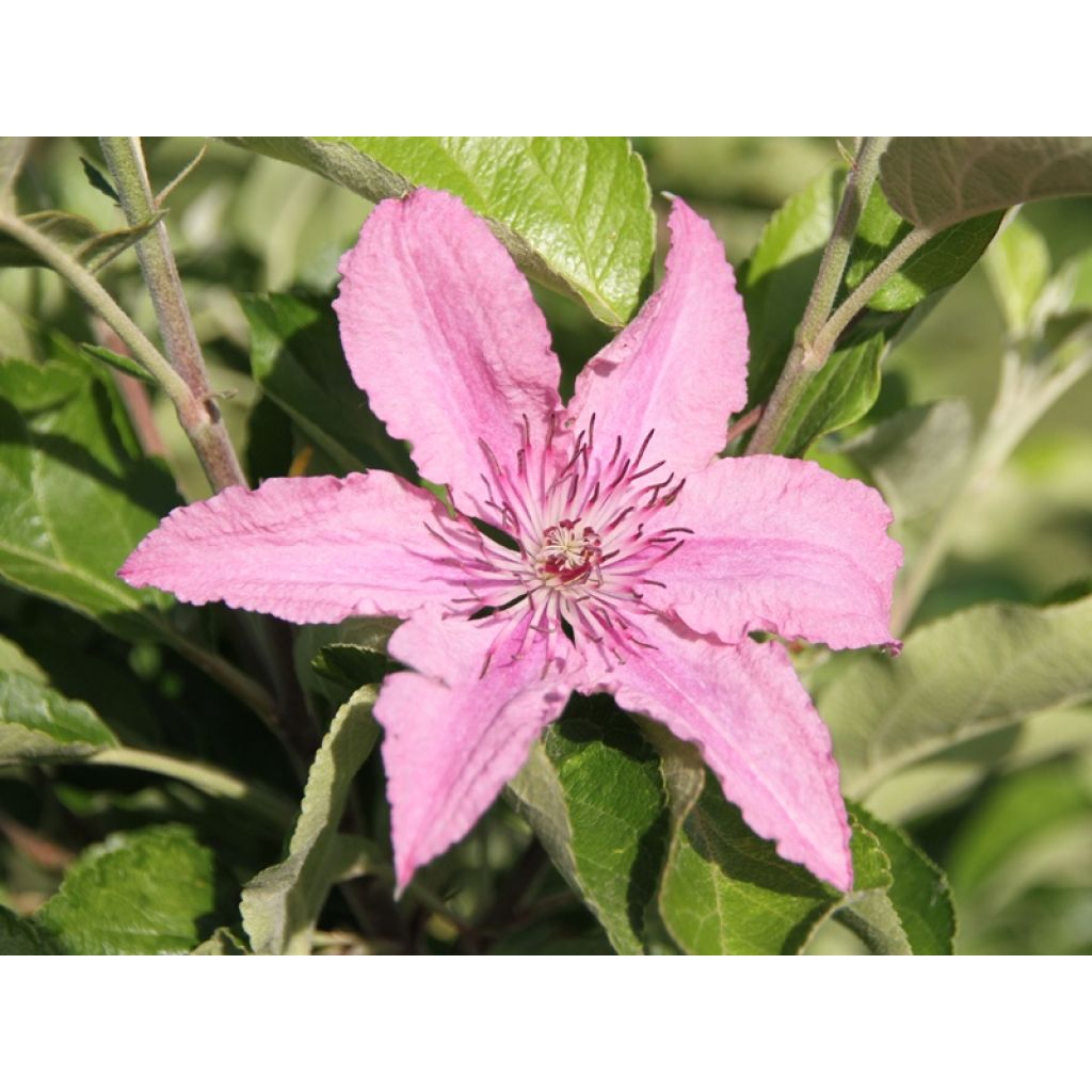 Clematis patens Hagley  - Bosrank