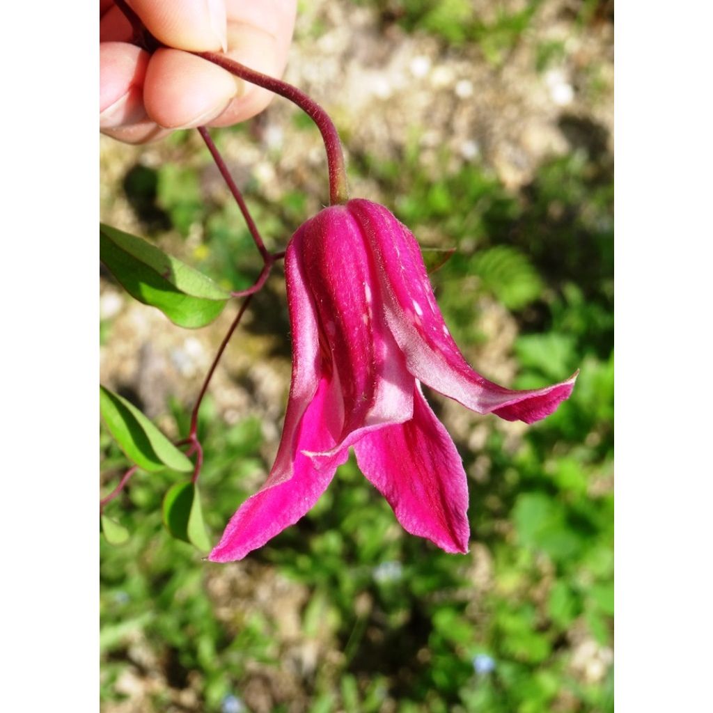 Clematis texensis Princess Diana - Bosrank