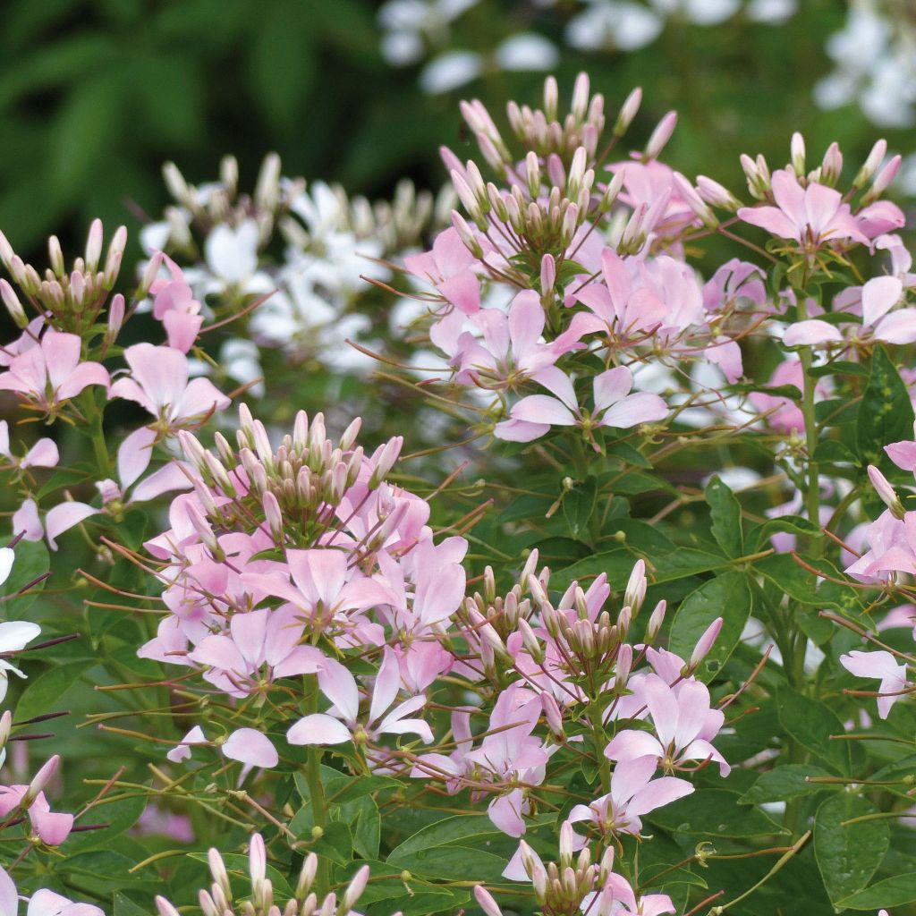 Cleome Senorita Carolina - Kattensnor