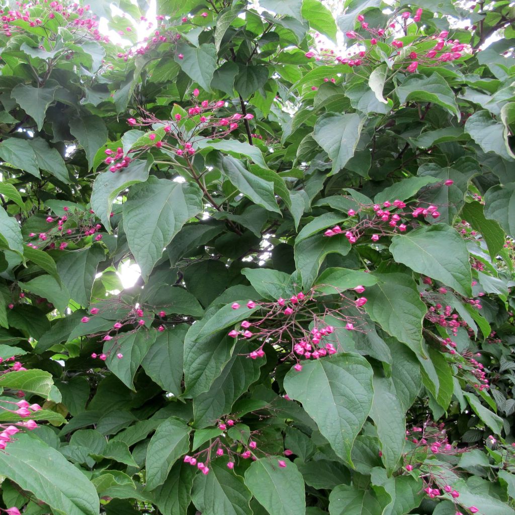 Clerodendrum trichotomum - Kansenboom