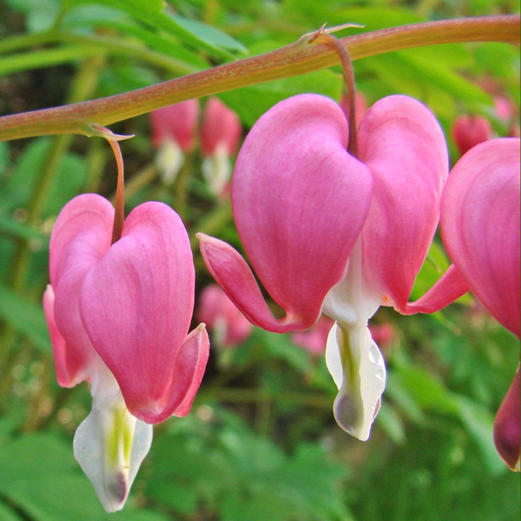 Dicentra spectabilis Roze - Gebroken hartje