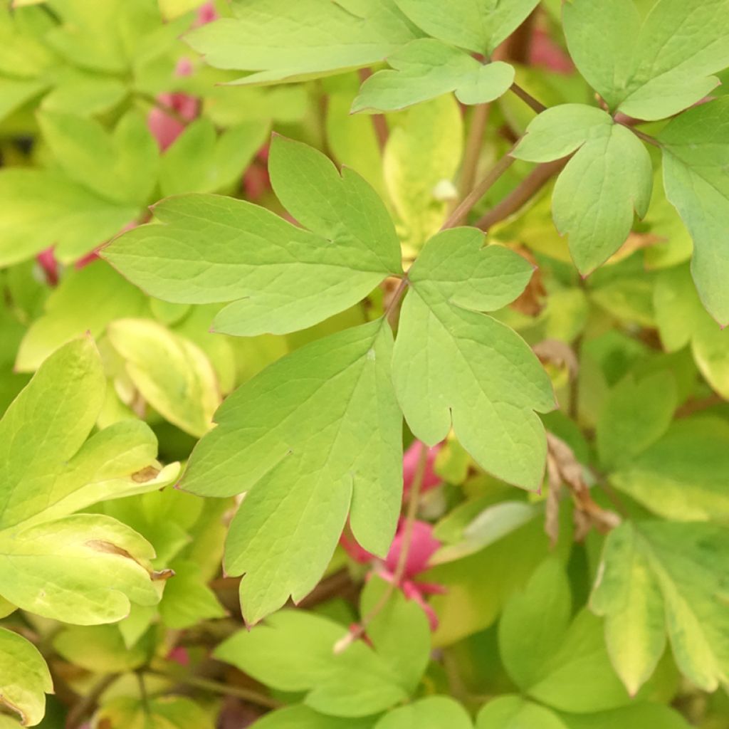 Dicentra spectabilis Yellow Leaf - Gebroken hartje