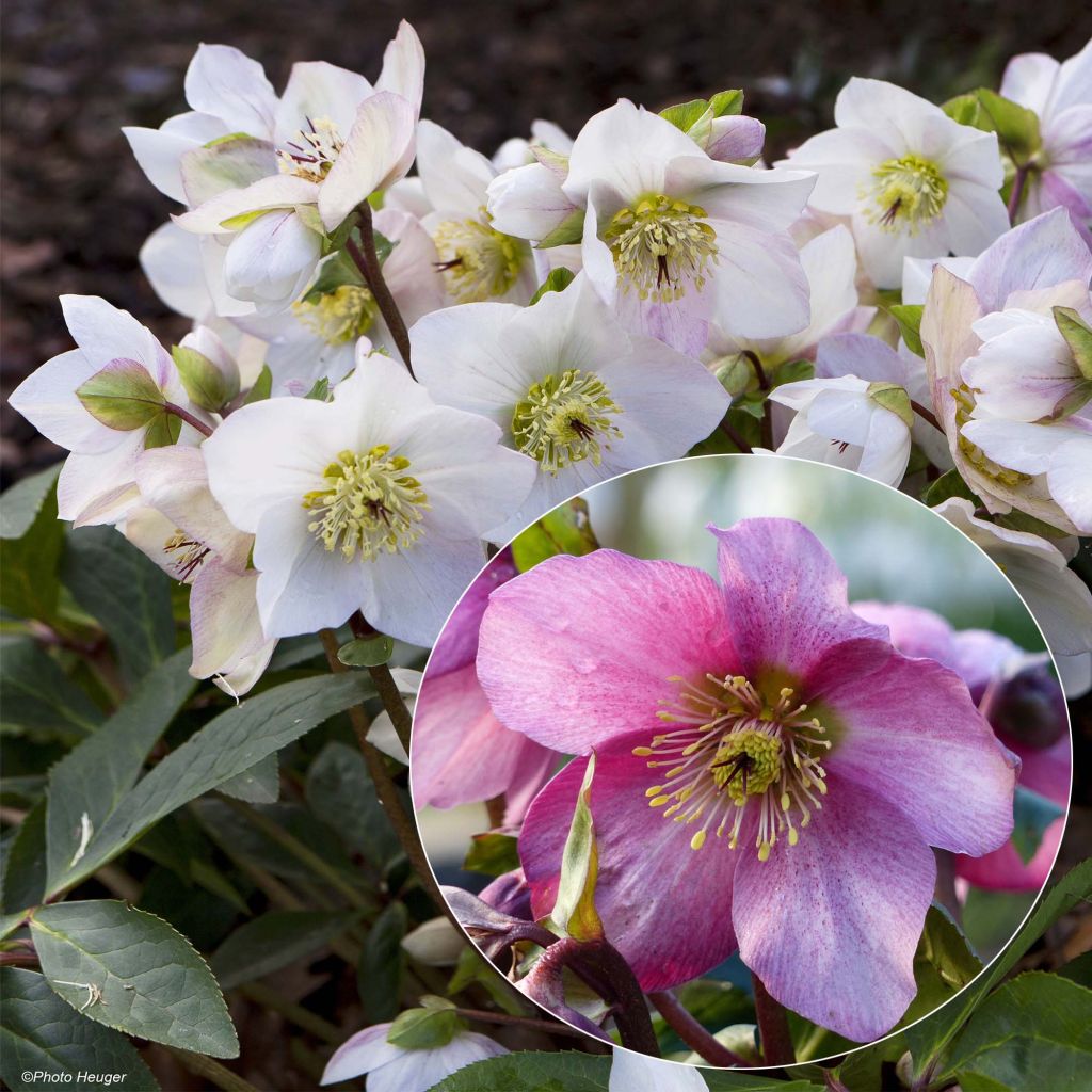 Collectie 2 Hybride Helleborus